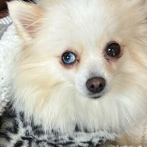 Meet your Posher, Violette